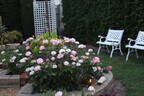 Brilliant Star rose photo