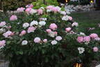 Brilliant Star rose photo
