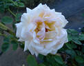 Àngel Guimerà rose photo