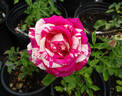 Avant-Garde rose photo