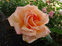 Beauté rose photo