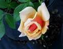 Belle Époque rose photo