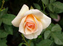 By Appointment rose photo