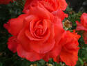 Cary Grant ™ rose photo