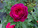 Celestial Night ™ rose photo