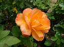 Dawn Chorus rose photo