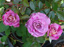 Double Feature rose photo