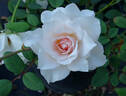 Dove rose photo