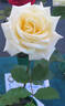 Angel View rose photo