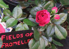 Fields of Fromelles rose photo