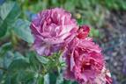 Blauwestad rose photo