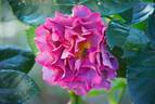 Blauwestad rose photo