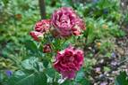 Blauwestad rose photo