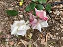 Madame Antoine Mari rose photo
