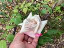 Madame Antoine Mari rose photo