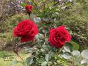 Sympathie ® rose photo