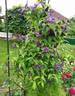 Aotearoa clematis photo