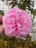 Bishop's Castle rose photo