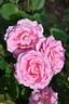 Arcadia rose photo