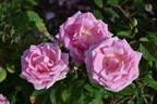 Arcadia rose photo