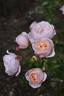 Blissful Sensations rose photo