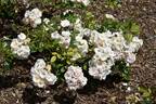 Pure of Heart rose photo