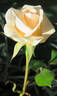 Golden Melody rose photo