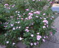 Lyda Rose rose photo