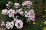 Lyda Rose rose photo
