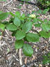 Alexander Hill Gray rose photo