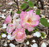 Madame Joseph Schwartz rose photo