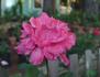 Friendship rose photo