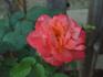 Seashell rose photo