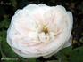 Émotion rose photo