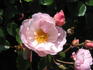 Dir. H.J. Bos rose photo