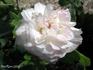 Émotion rose photo