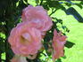 Alfresco rose photo