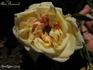 Alix Roussel rose photo