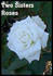Memphis Queen rose photo