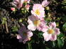 Pink Passion rose photo