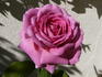 Balkan Star rose photo