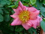 Jerry-O rose photo