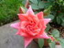 Tangerine Twist rose photo