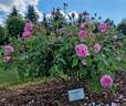 Mousseline rose photo