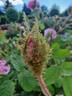 Mousseline rose photo