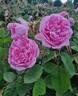 Mousseline rose photo