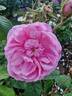 Mousseline rose photo