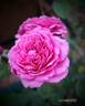 Deane Ross rose photo