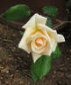 Golden Melody rose photo
