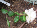 Golden Melody rose photo